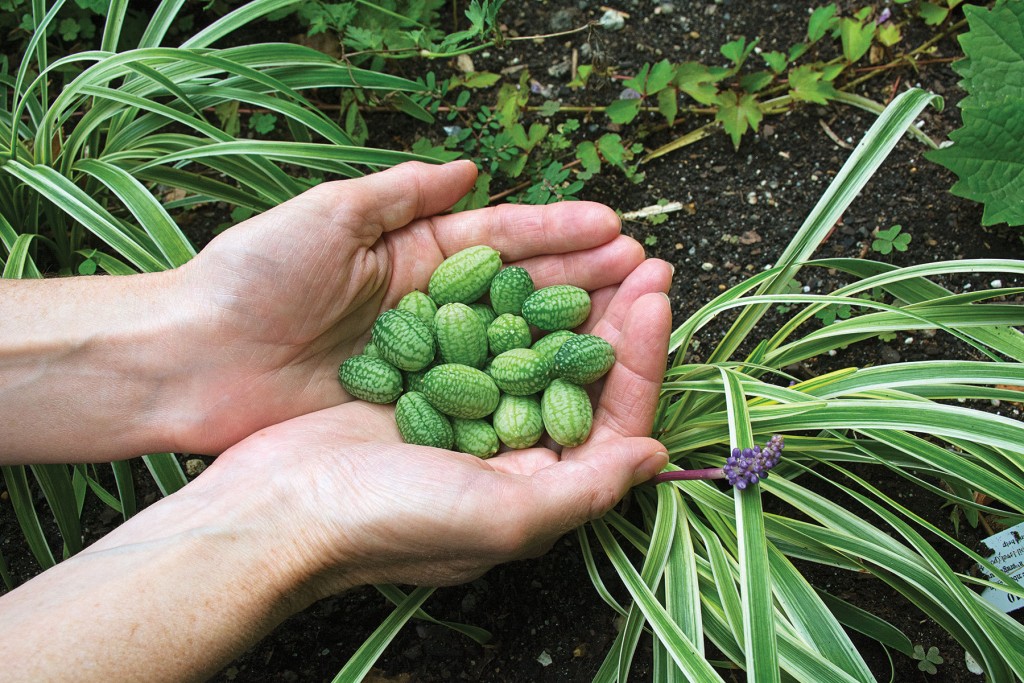 cucamelon