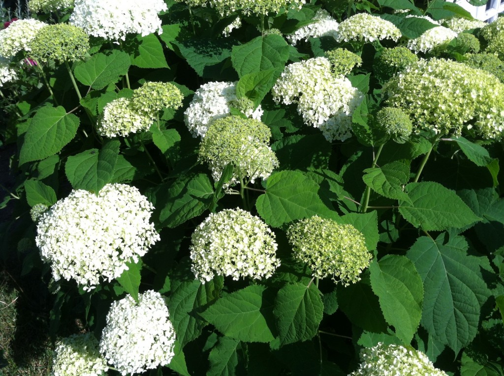 hydrangea annabelle_at store_6.27.16