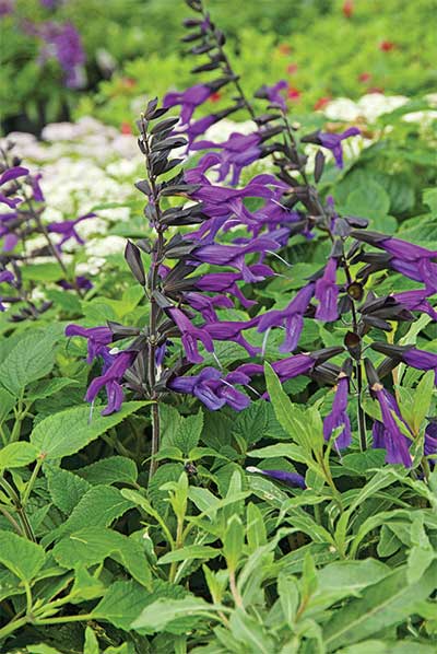 salvia-'amistad'