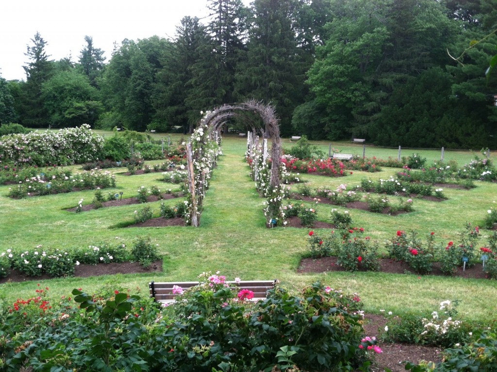 3. The Rose Garden contains more than 800 varieties of roses, a mix of old and new that includes a broa