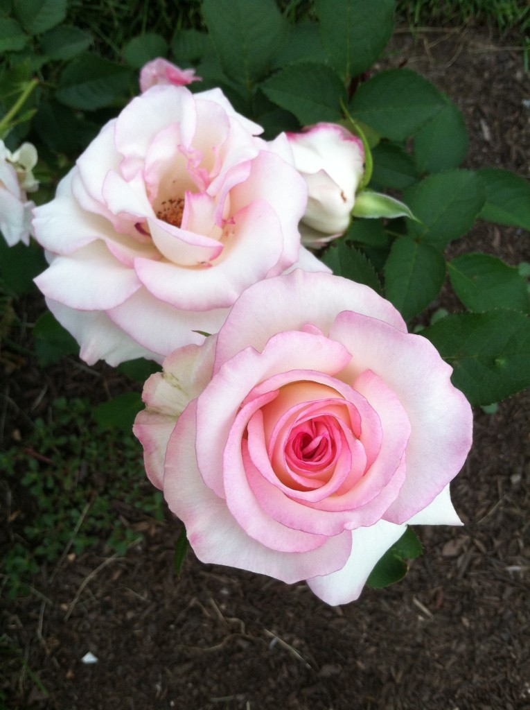 Rose 'Moonstone'