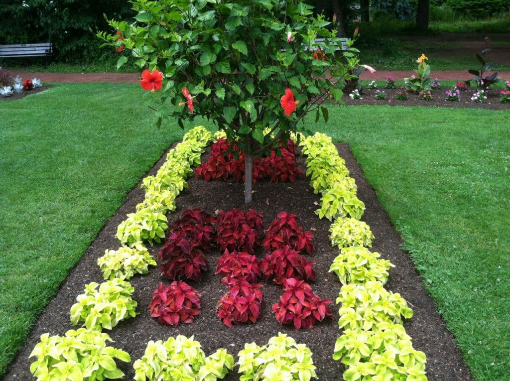 8. Rows of colorful coleus form a rectangular frame around a lollipop-shaped Hibiscus standard