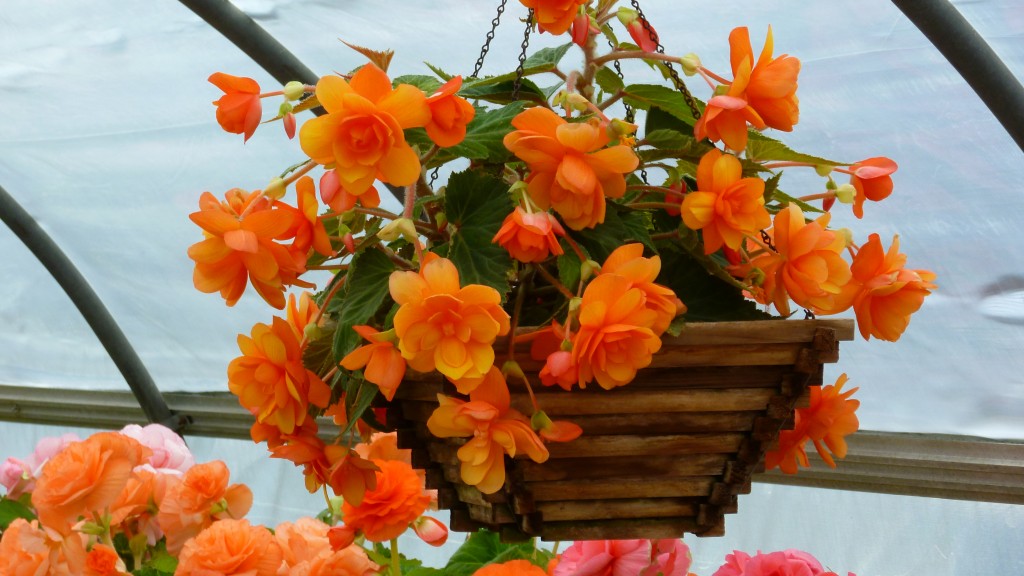 B&L Tuberous Begonia 'Firedance' in hanging basket.