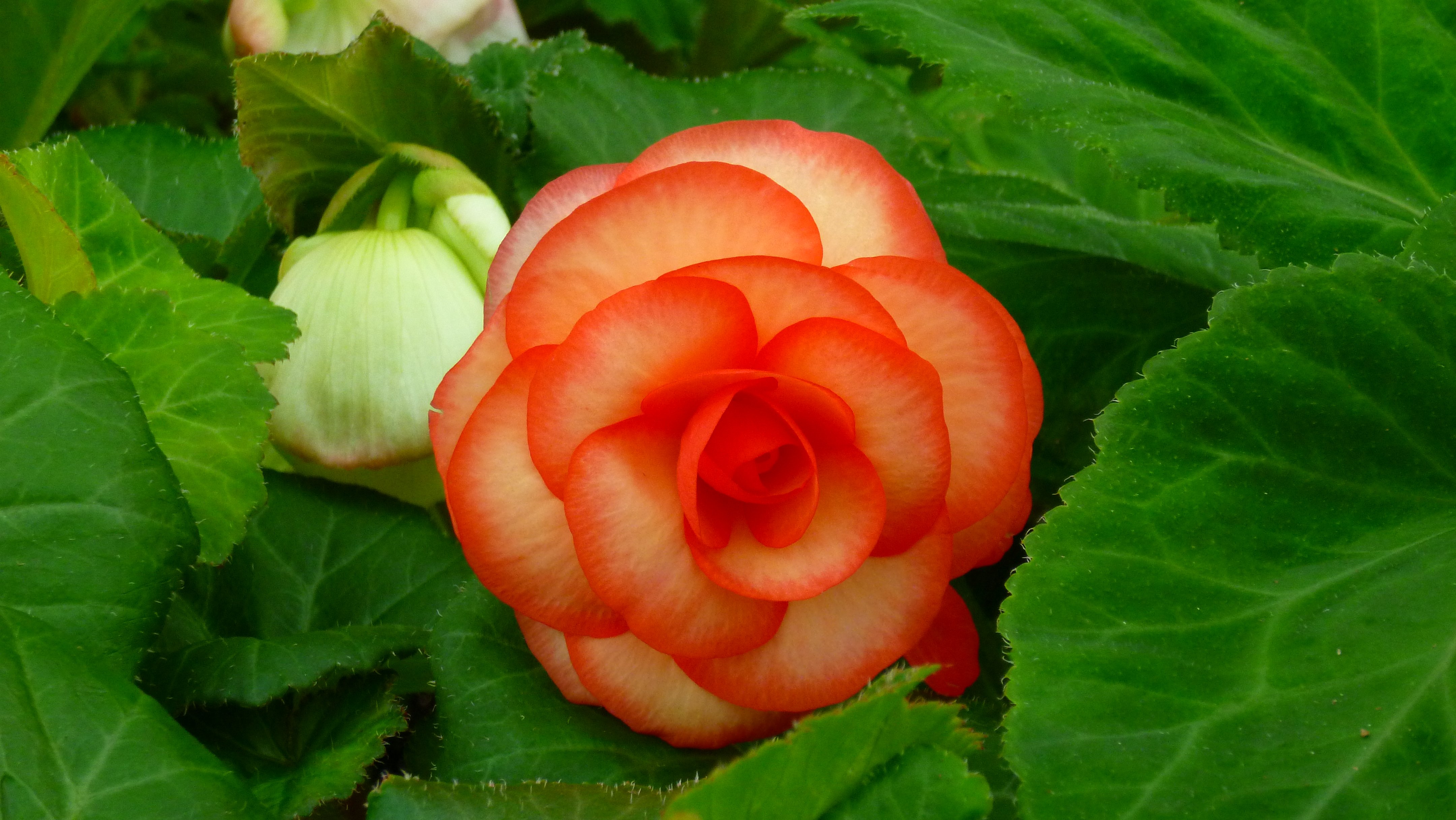 Begonias deals