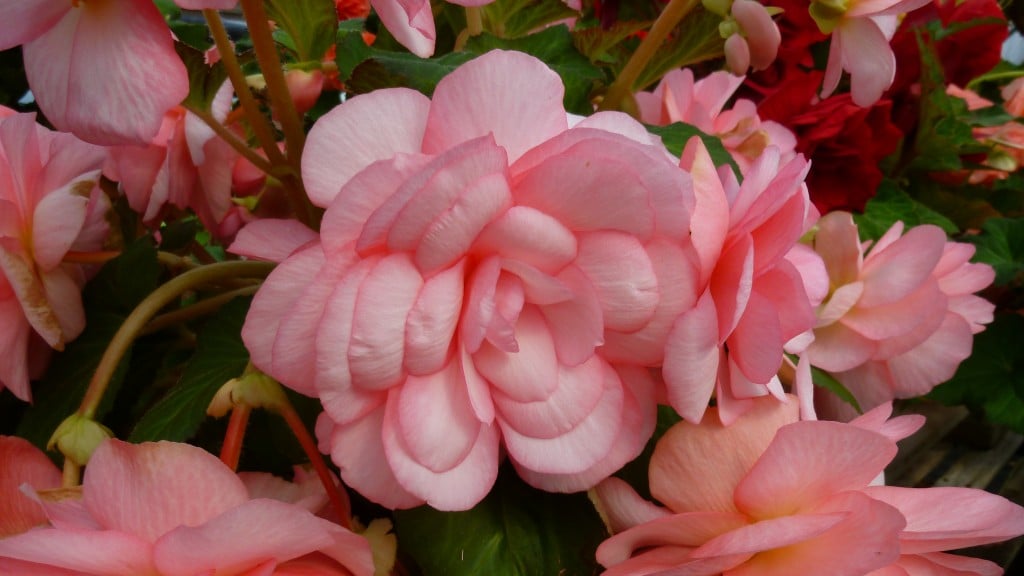 Blackmore & Langdon Tuberous Begonia 'Nectar.'