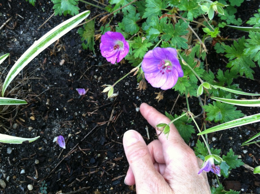 watering_check soil by sticking your finger in