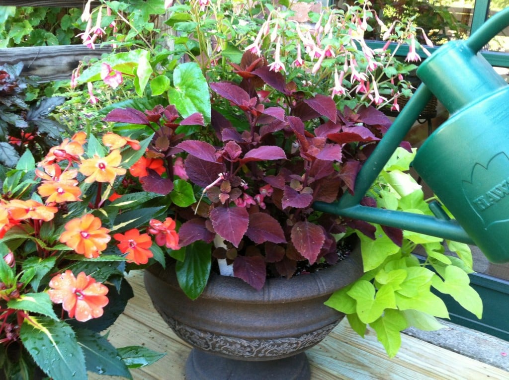 watering_container pots should be checked daily during the hottest weather