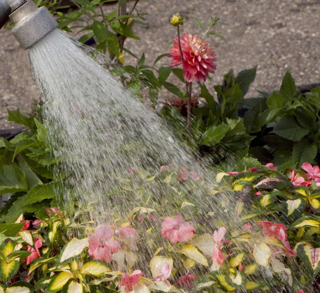 watering, wand, impatiens, new guinea, variegated