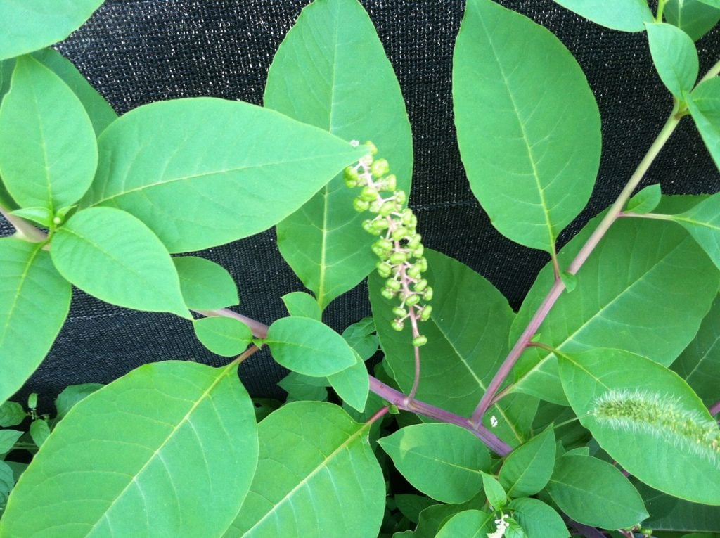 1a. weeds_pokeweed