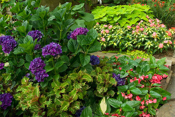 2.-Hydrangea-Color-Fantasy(R)-adds-its-large,-deep-purple-Mophead-blossoms-to-the-shady-color-show