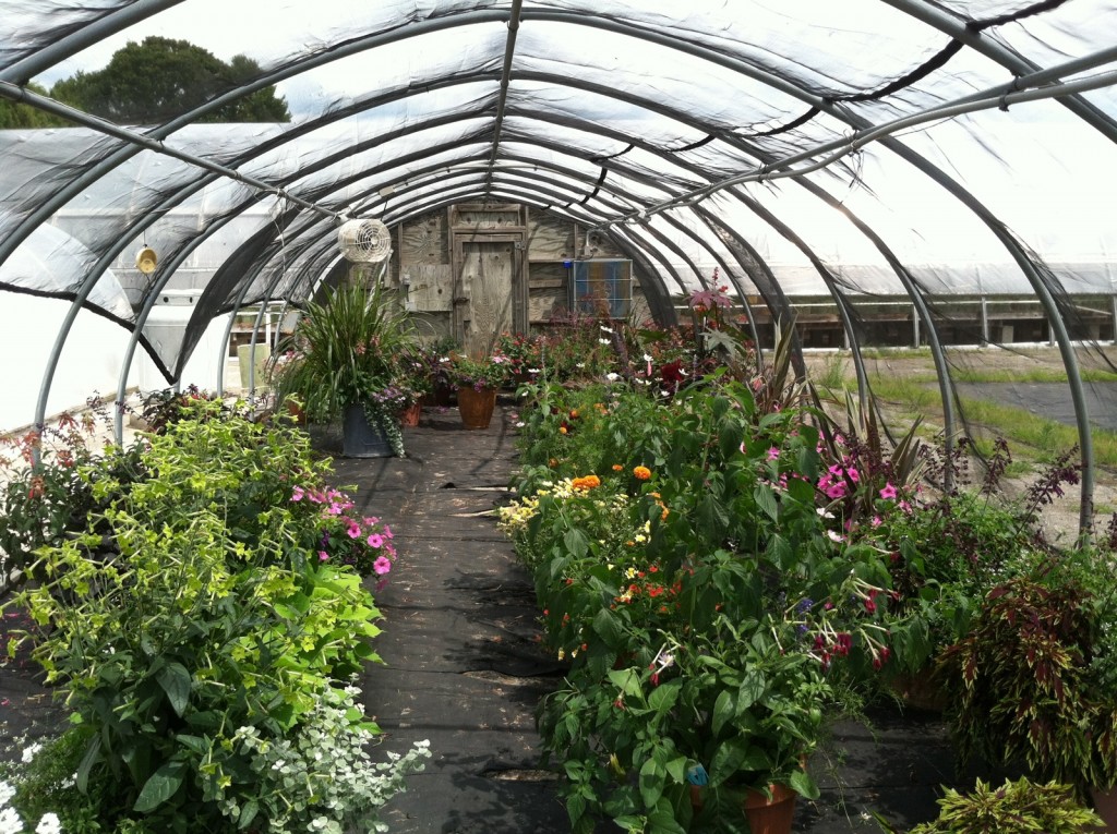 2. annual collections photo_hoop house with collections_shot from inside