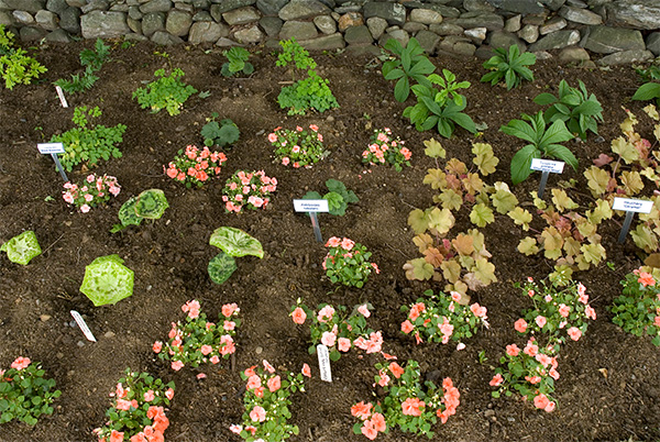 Here's-what-one-shade-garden-looked-like-in-early-spring