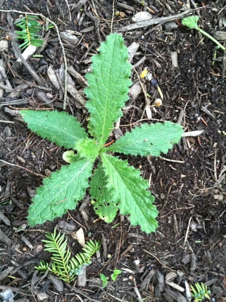 4. weeds_bull thistle