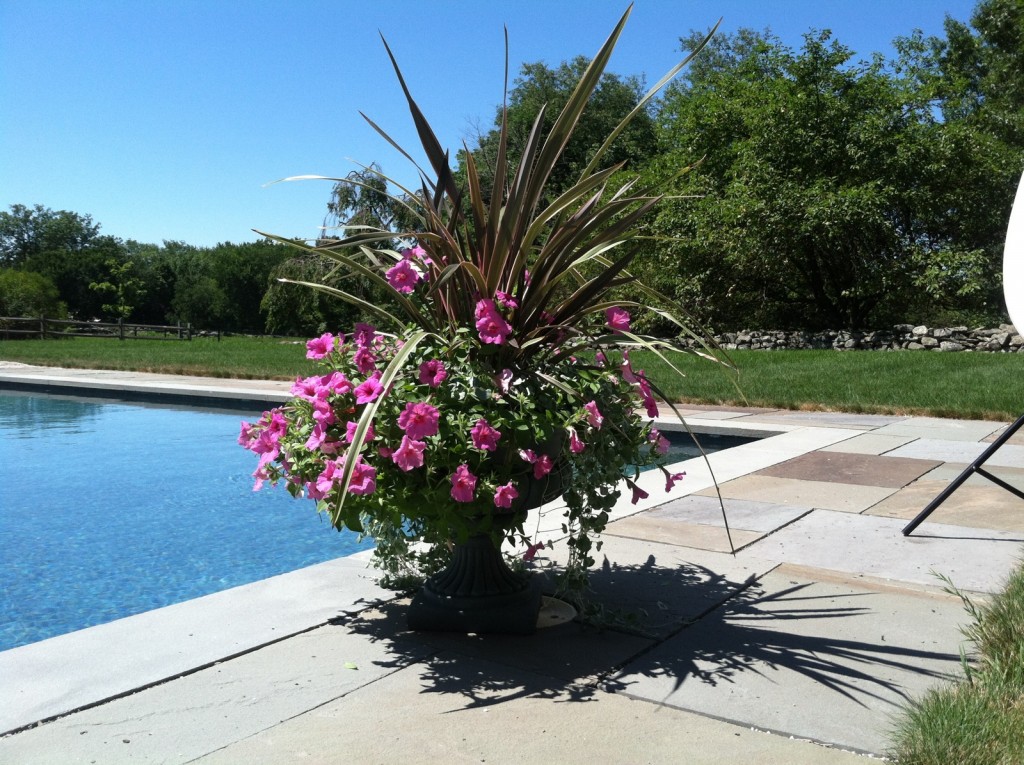 5. annual collections photo_poolside closeup_2