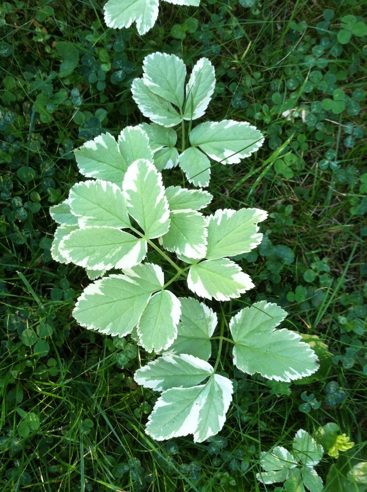 8. weeds_variegated bishop's weed