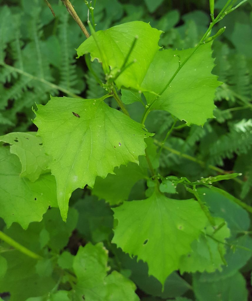 9. Alliaria petiolata_garlic mustard