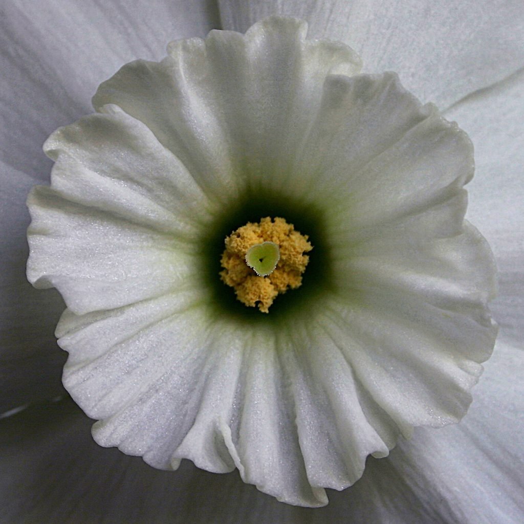 1. breeding daffs_Pic 1 stamen and pollen