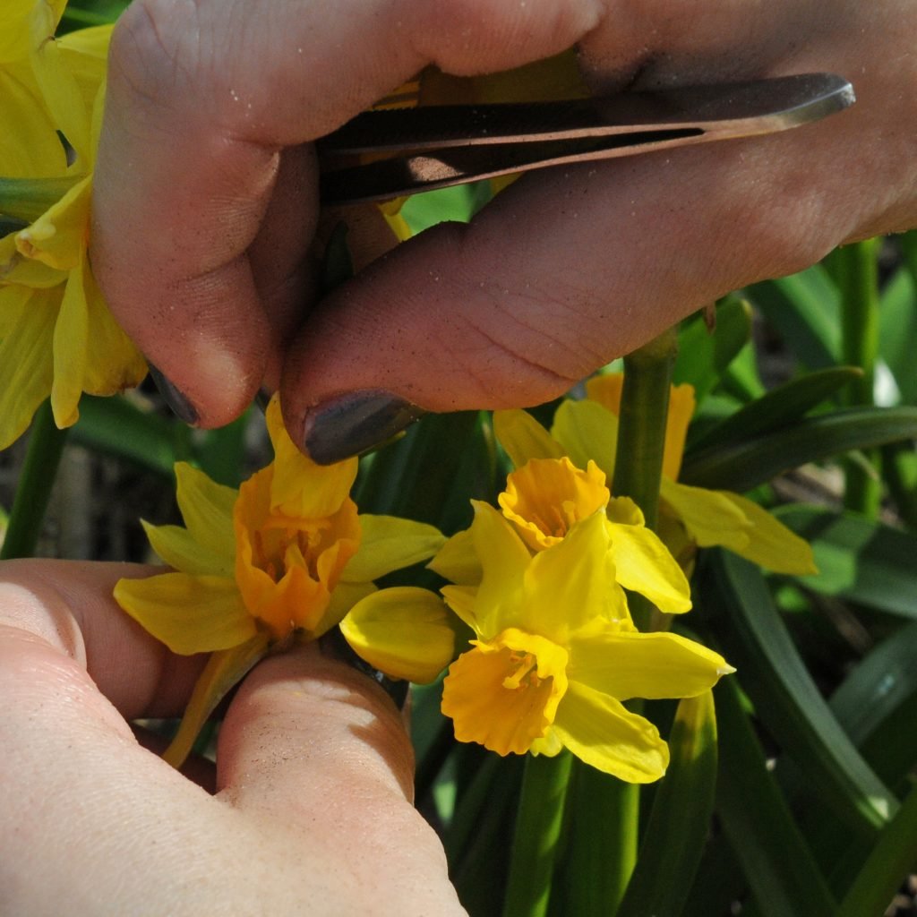 2. breeding daffs_Pic 2 pollinating