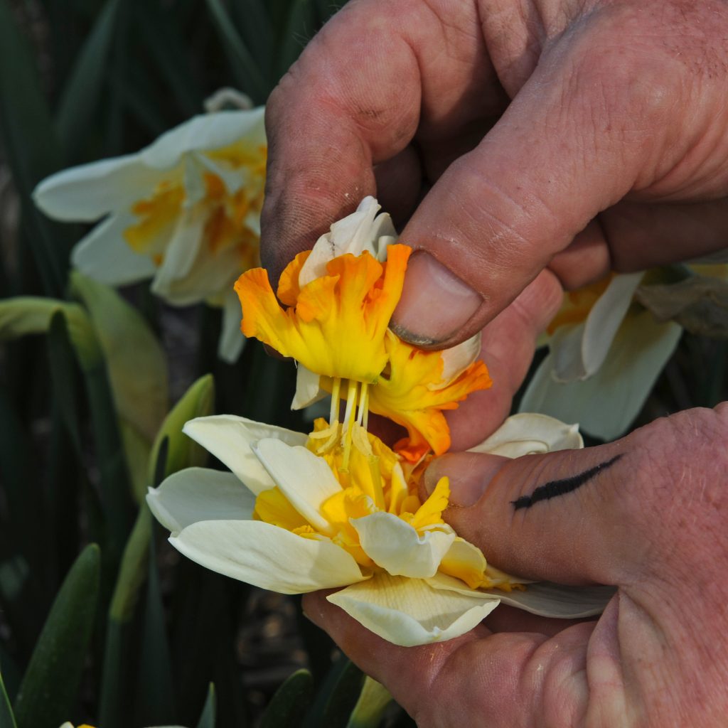 3. breeding daffs_Pic 3 pollinating