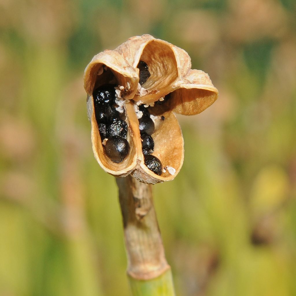 4. breeding daffs_Pic 4 seed bud