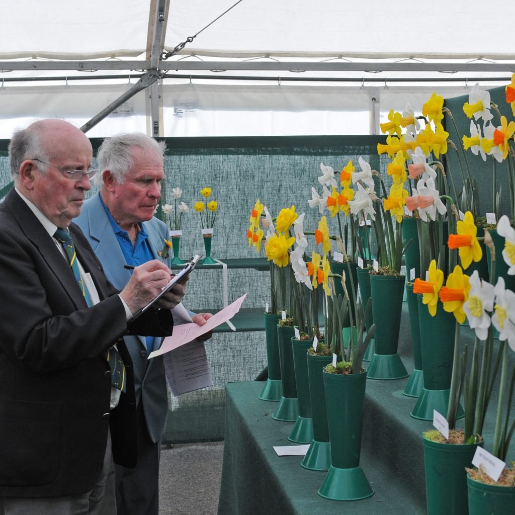 9. breeding daffs_Pic 9 Judging Daffodils