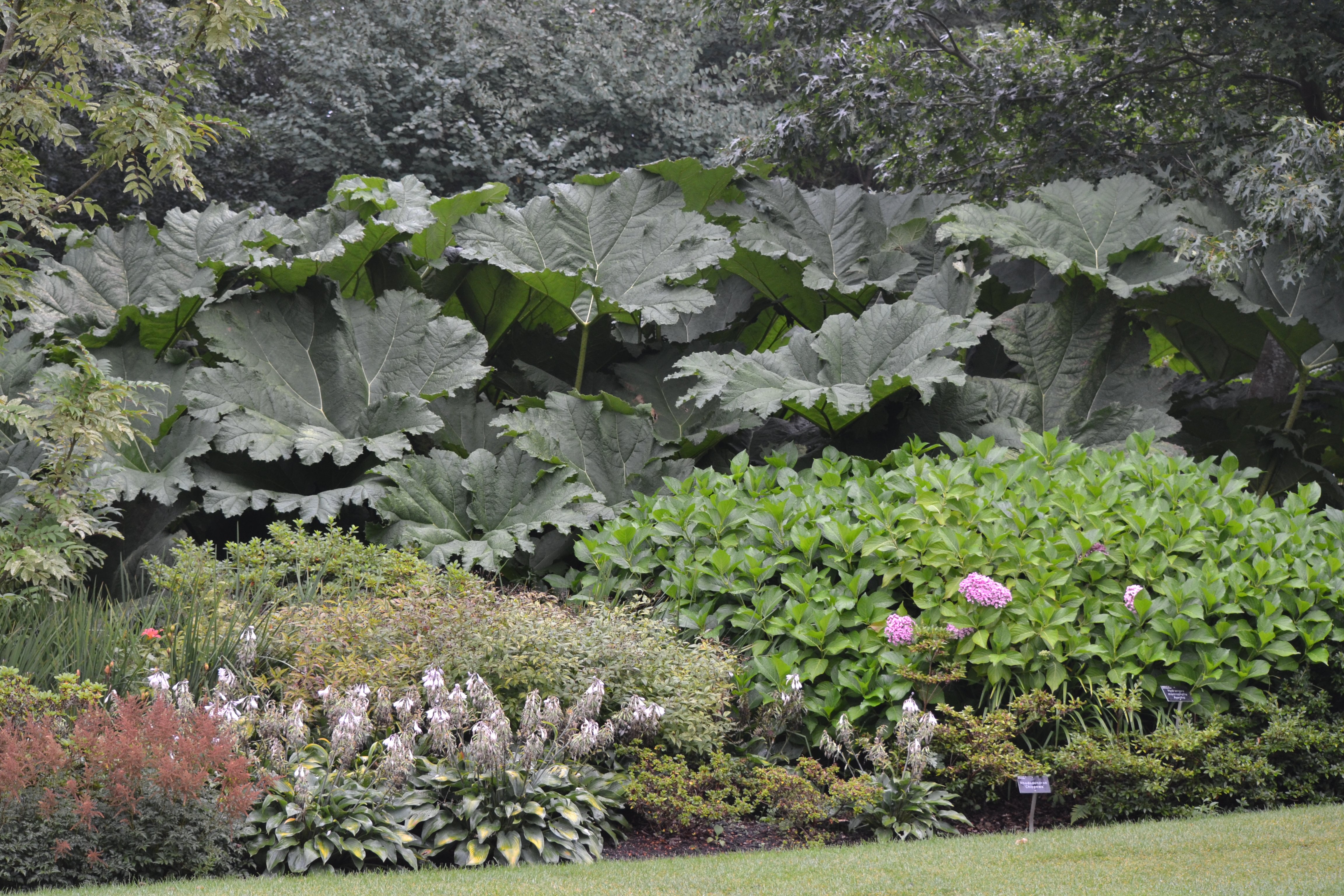 Gunnera manicota DSC_0028