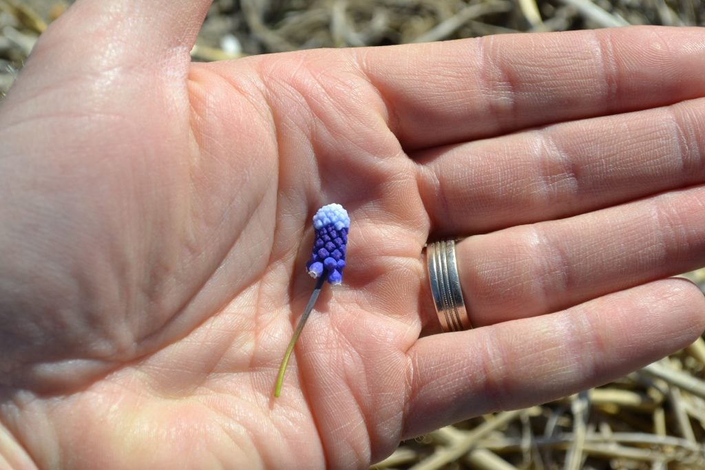 Muscari Maxibell