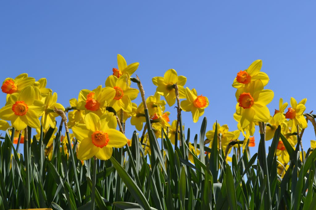 Narcsissus Pinza_colorful daff blue sky_RS