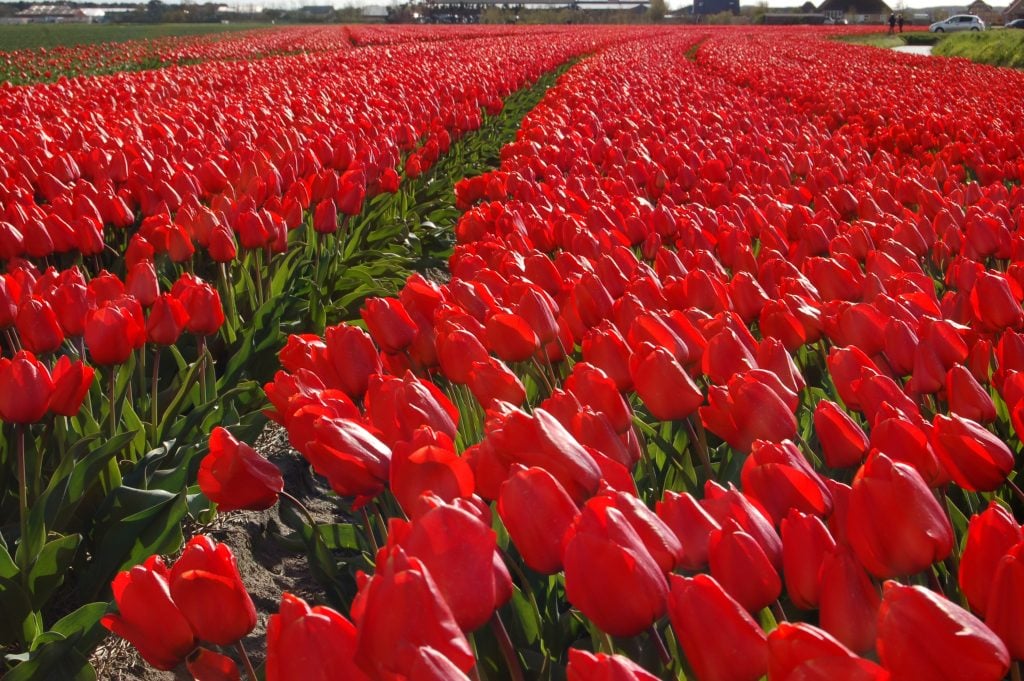 Tulip 'Lalibella'