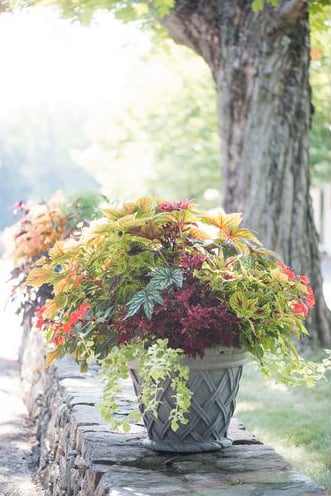 GV Gardeners: White fluff floating in late autumn air