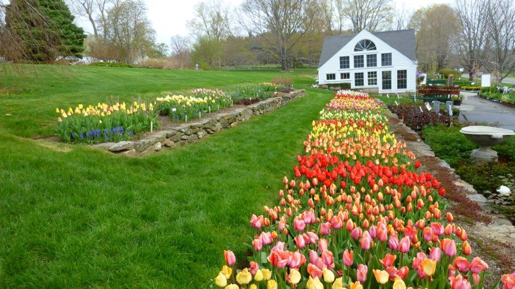 Planting the Tulip Border: Going for Drama - White Flower Farm's blog