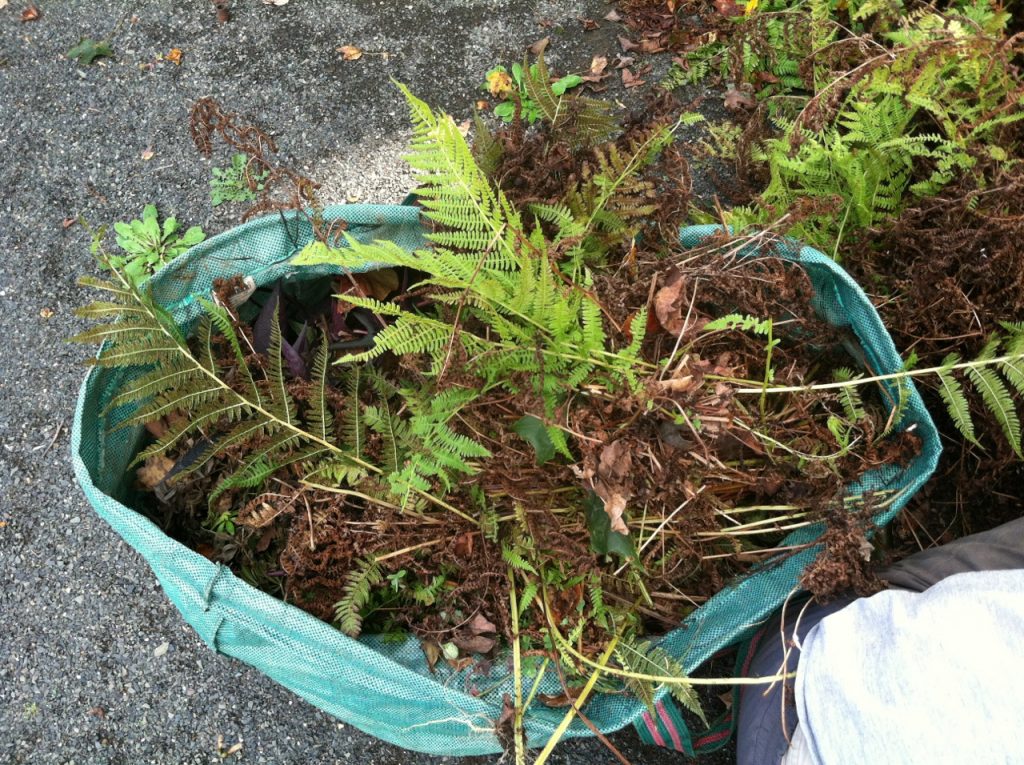 Browning fern foliage being yanked out and hauled away.