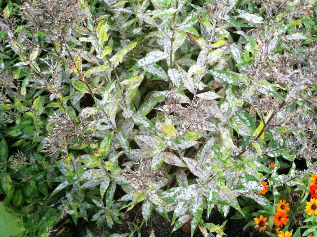 The foliage of Phlox 'Robert Poore' is covered in powdery mildew. The plants need to be cut at the base and removed or the mold will return in spring to re-infect the plants. It won't inhibit the blossoms, but it's not much to look at.