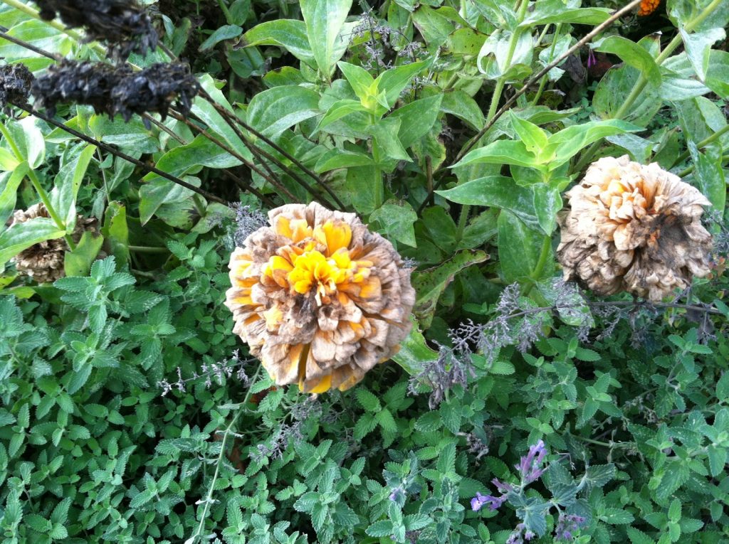 The spent flowers of a Zinnia are beginning to develop mold. Those will be cut and discarded, but for the time being, there is a certain beauty in decay.