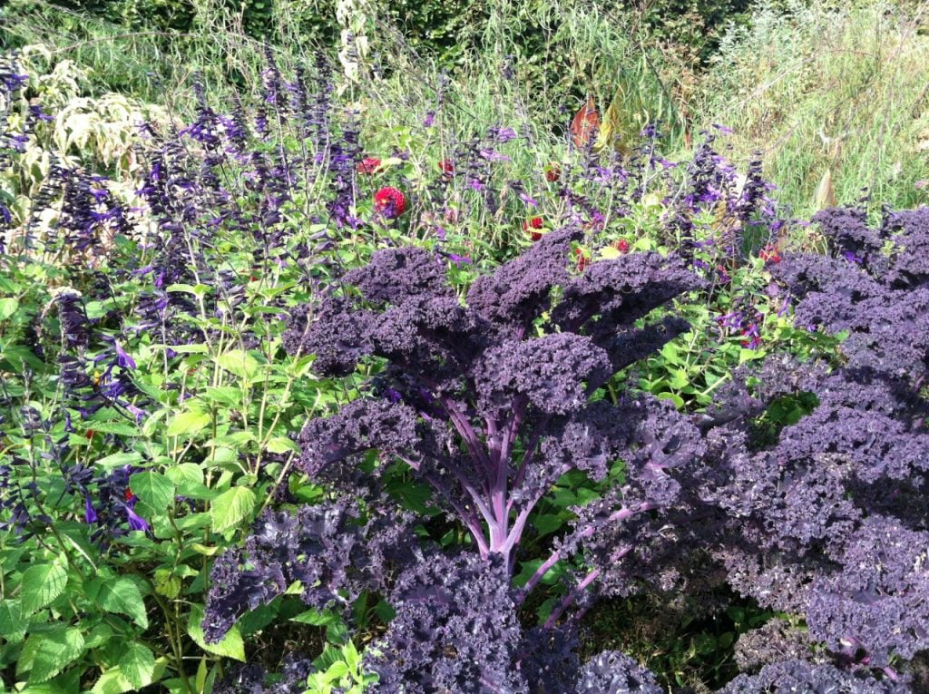 Purple kale won't be taken out of the garden until a deep freeze. For now, the intense color adds beauty to the autumn landscape.