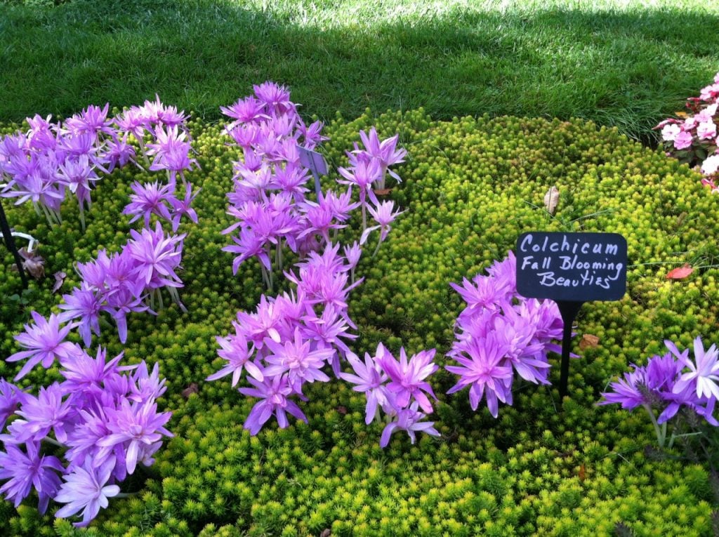 In one of the display gardens, the bright lavender blossoms of the autumn-blooming Colchicum have popped up amid a sea of lime-colored Sedum 'Angelina.' We won't be cutting these!