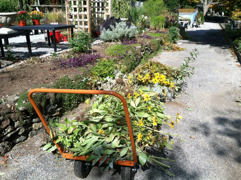 Cleaning out the beds beside the store. Rudbeckia 'Prairie Sun' bows out after an exceptional summer performance.