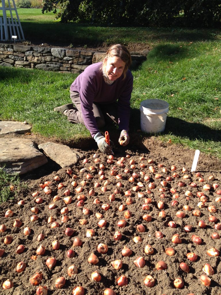 Planting the Tulip Border Going for Drama White Flower Farm's blog
