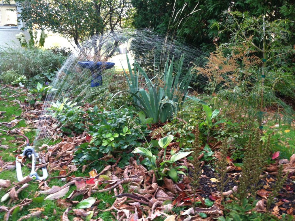 Given the drought conditions in many parts of New England, it's essential to keep watering plants until a hard frost.