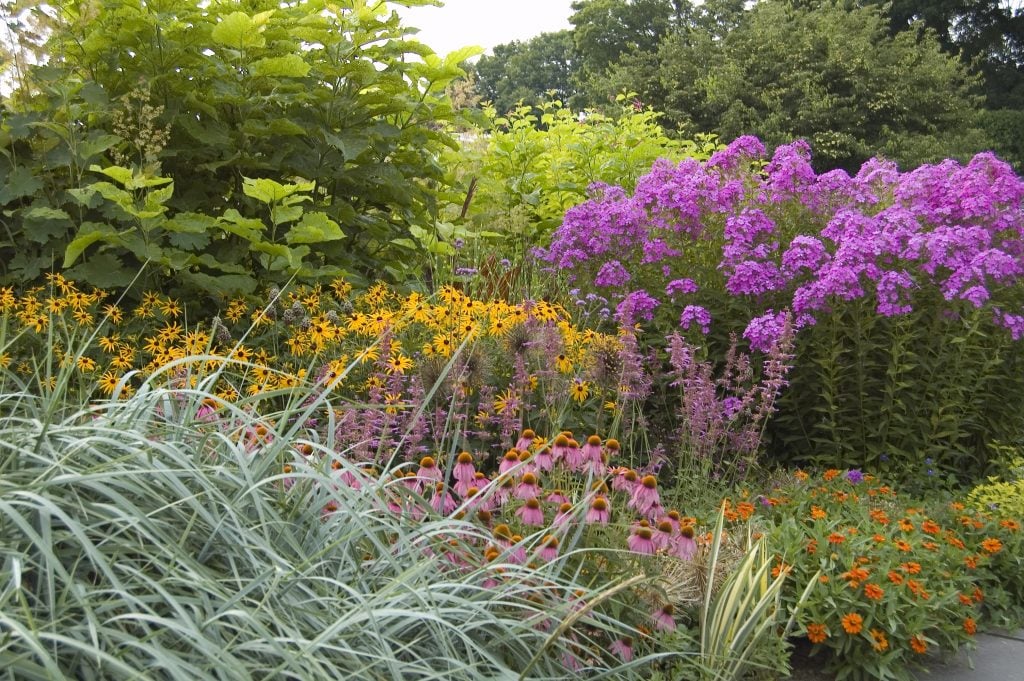 Lloyd Border (July):Phlox, Rudbeckia Goldsturm, Echinacea Kim's Knee High, Grass Leymus Arenarius, Agastache, Zinnias (possibly Profusion Orange?)