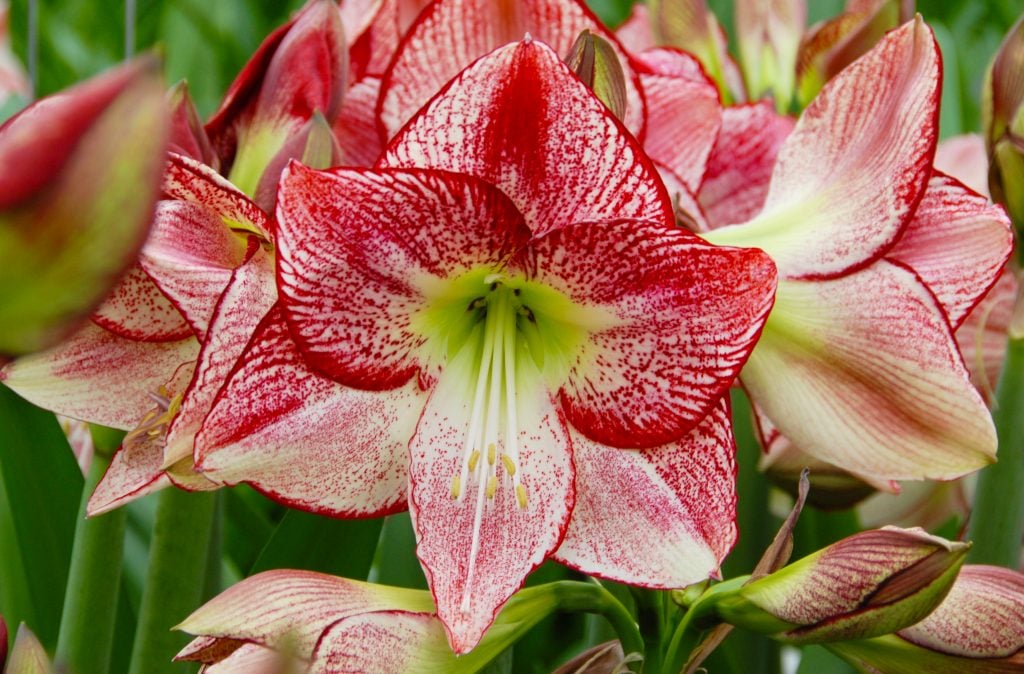 Amaryllis 'Flamenco Queen'