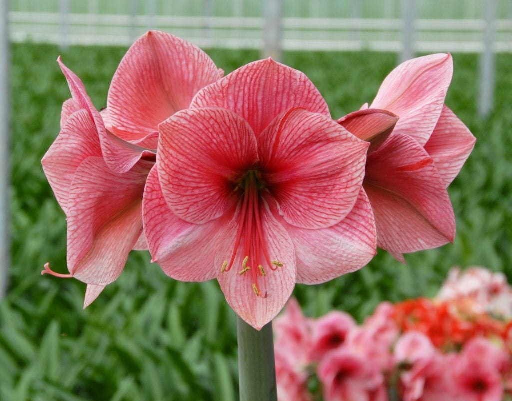 Amaryllis 'Purple Rain'