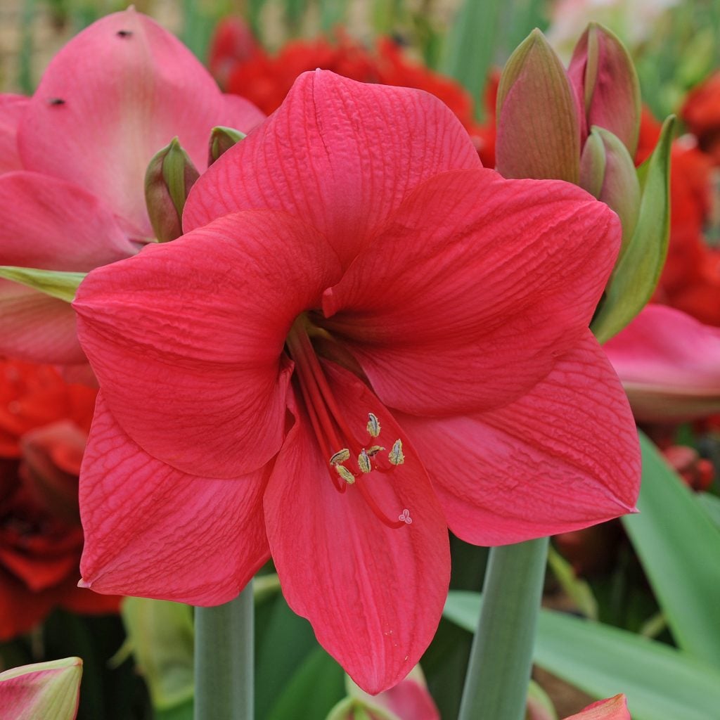 Amaryllis 'Lagoon'