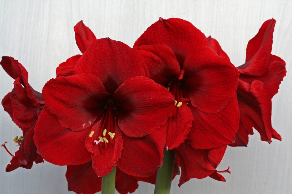 Amaryllis Benfica®