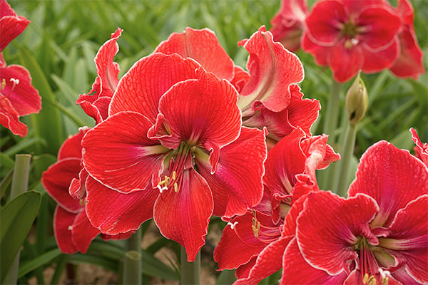 Amaryllis 'Magical Touch'