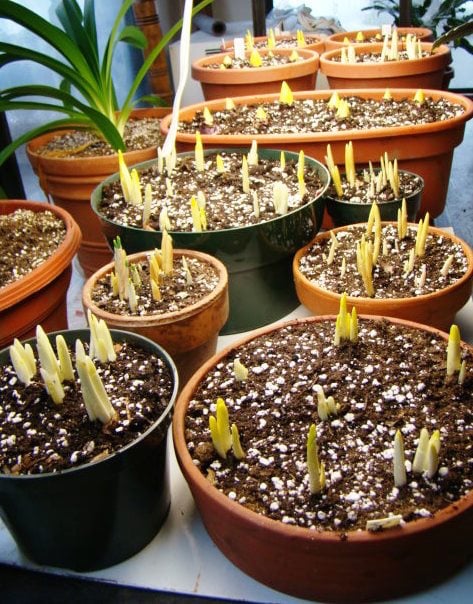 Forced bulbs under lights