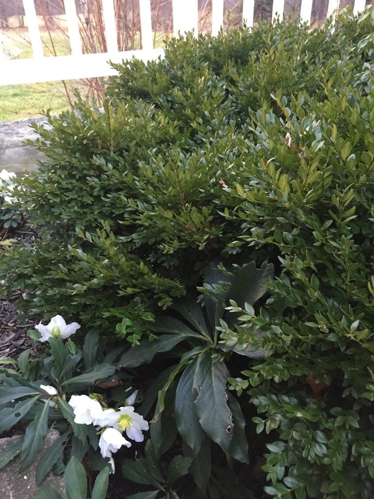 Hellebore in garden