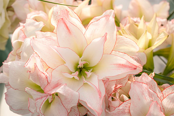 Amaryllis 'Aphrodite'