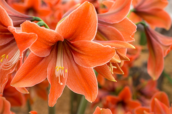 Amaryllis 'Terra Mystica'