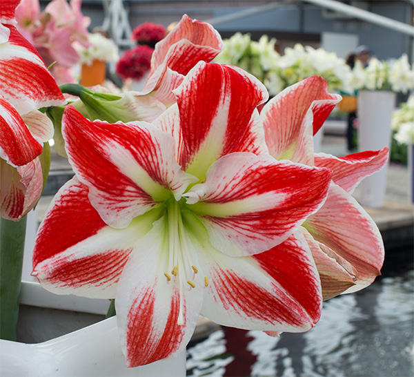 Amaryllis 'Spartacus'